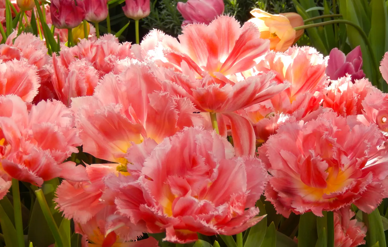 Photo wallpaper flowers, widescreen, Wallpaper, Tulip, spring, tulips, wallpaper, widescreen