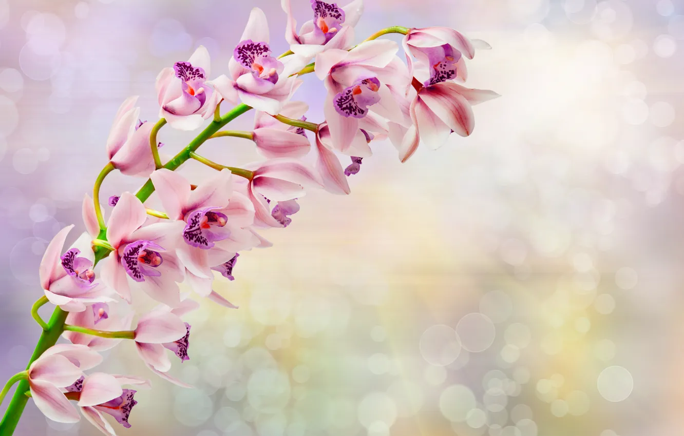 Photo wallpaper flowers, branch, Orchid, flowers, orchid