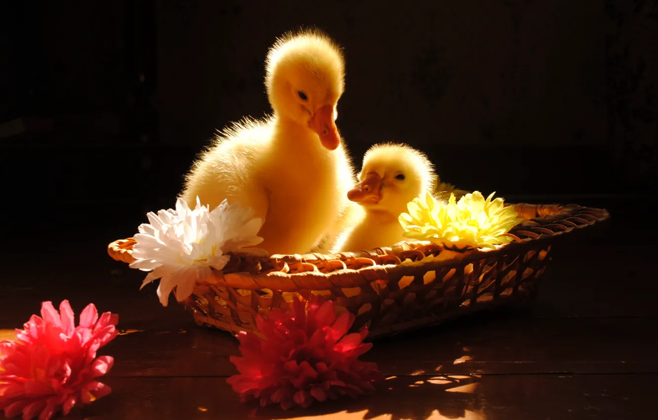 Photo wallpaper the sun, flowers, birthday, baby, basket, the goslings