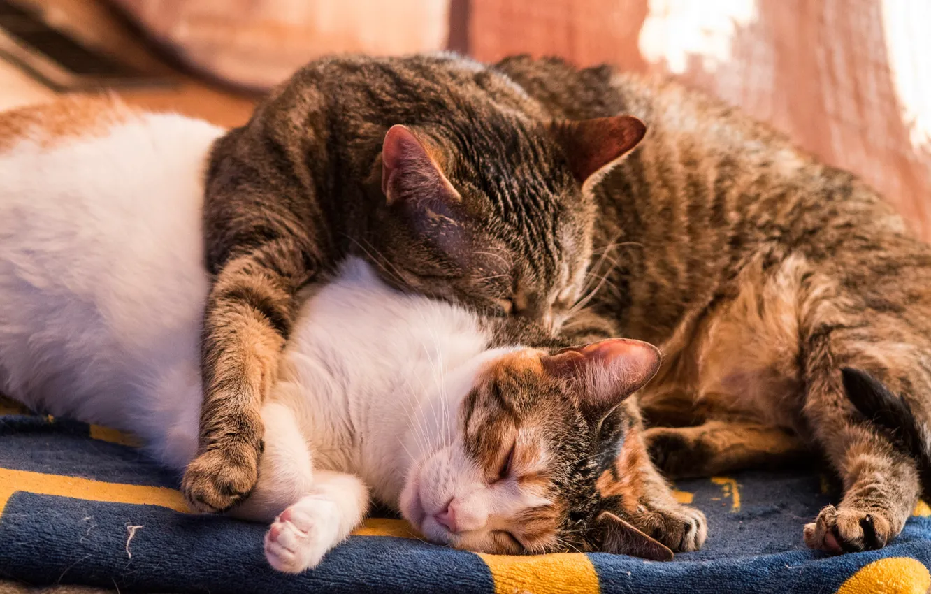 Photo wallpaper cat, cat, stay, sleep, sleeping, a couple