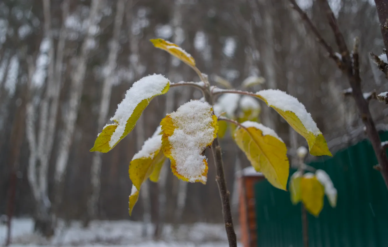 Photo wallpaper winter, leaves, snow, yellow