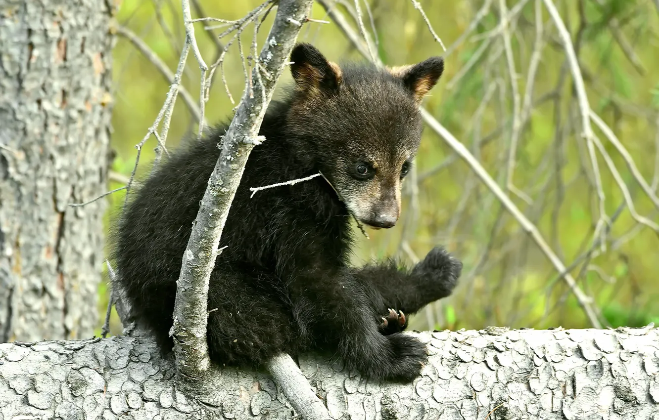 Photo wallpaper forest, nature, bear, bear