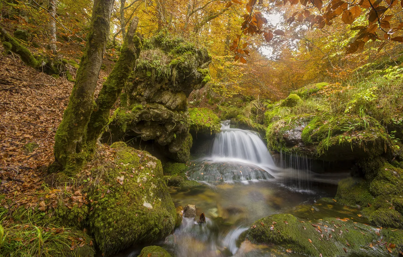 Photo wallpaper autumn, forest, trees, branches, stones, foliage, waterfall, moss
