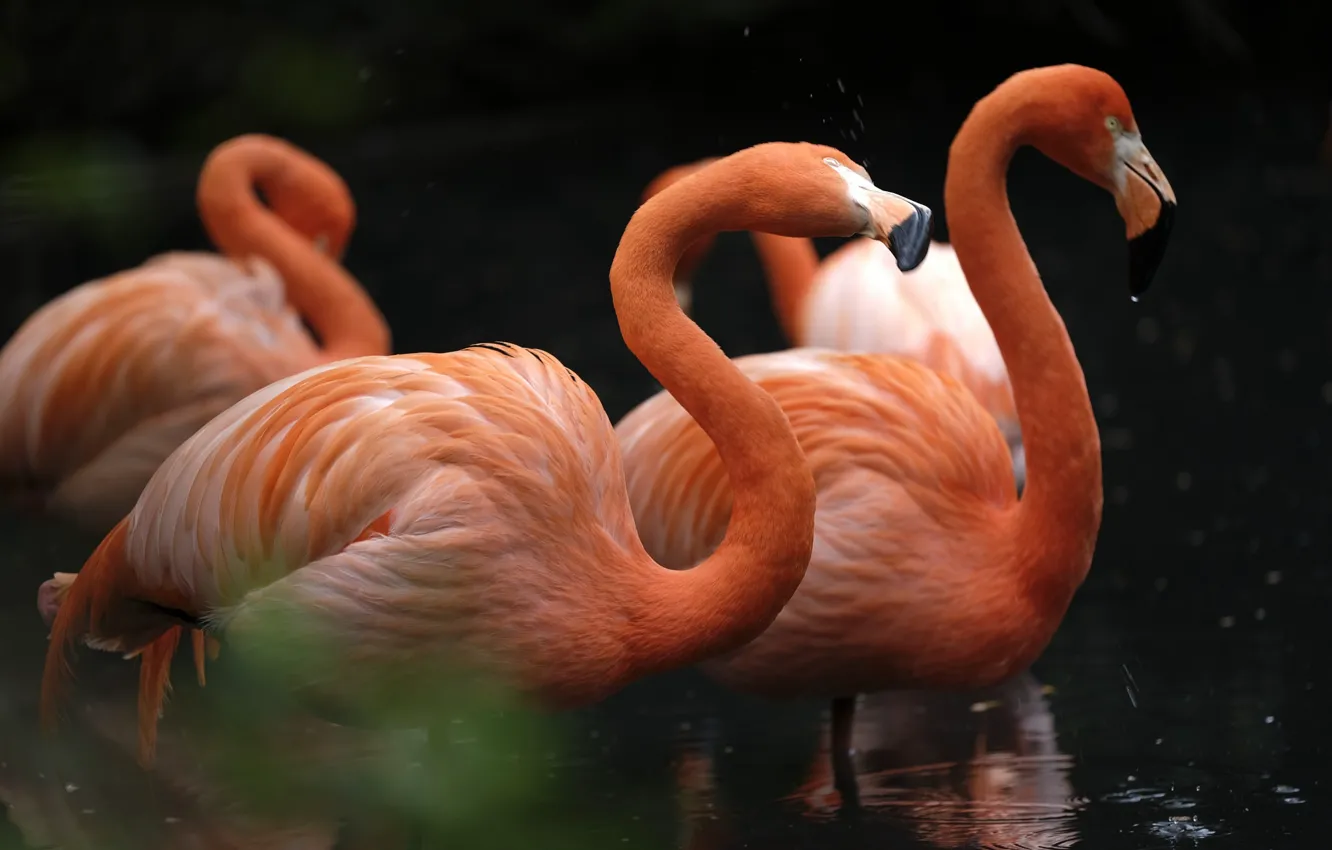 Photo wallpaper birds, Flamingo, neck