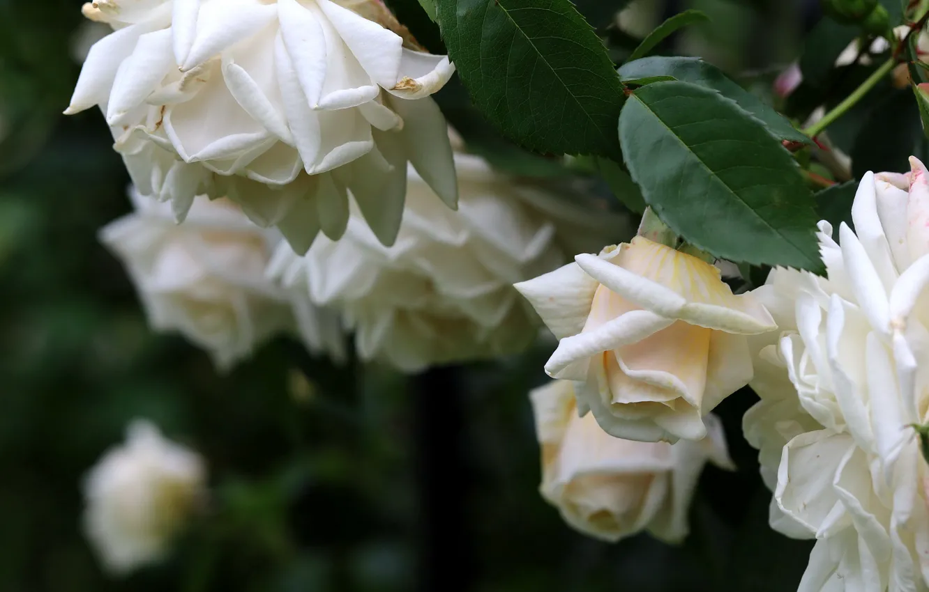 Photo wallpaper roses, garden, white, rose Bush