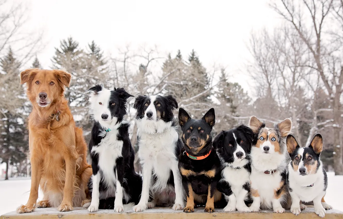 Photo wallpaper dogs, rank, The border collie, Welsh Corgi, friends and comrades