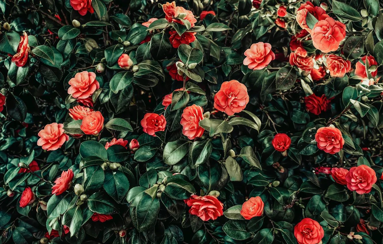 Photo wallpaper leaves, flowers, orange, branches, red, flowering, the bushes, a lot