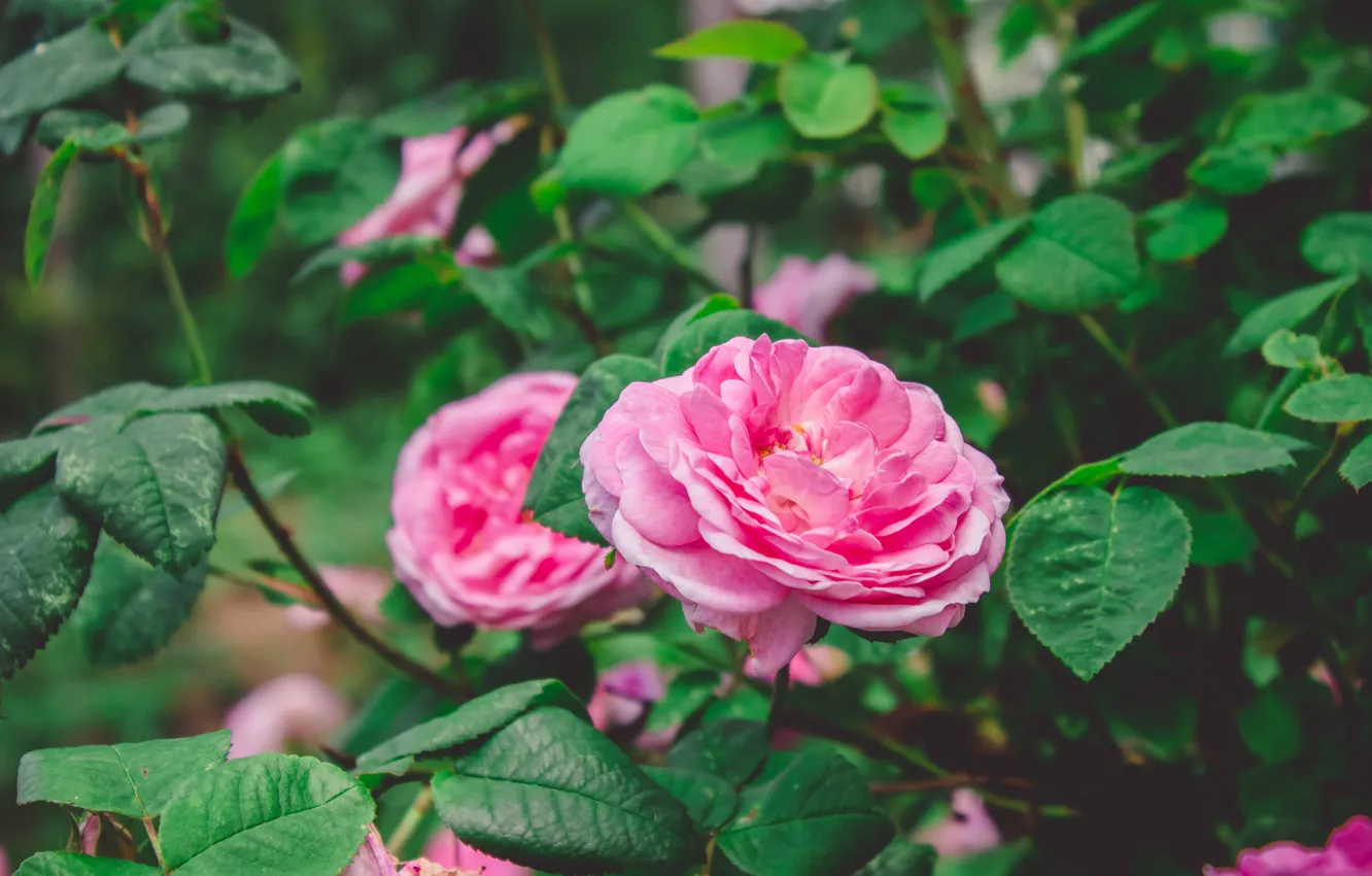 Photo wallpaper flowers, nature, roses