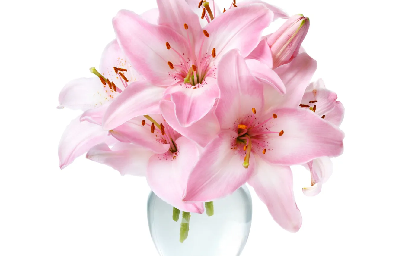 Photo wallpaper Lily, white background, vase, pink lilies