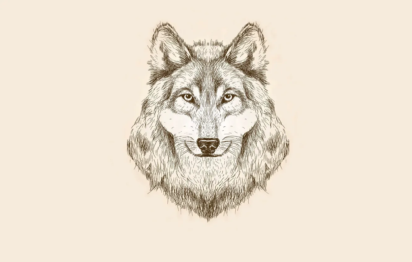 Photo wallpaper wolf, minimalism, head, light background, wolf