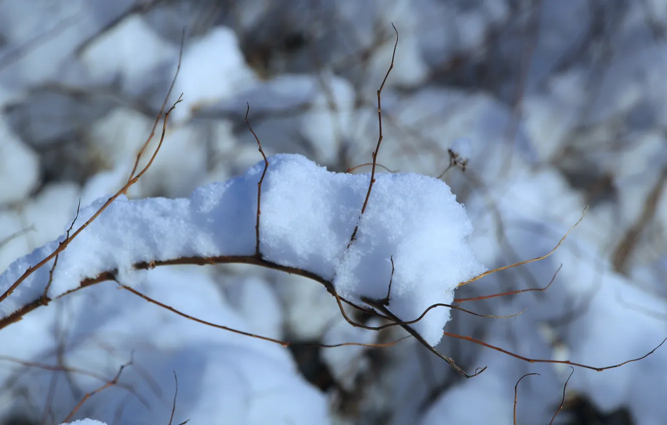 Photo wallpaper winter, snow, twig