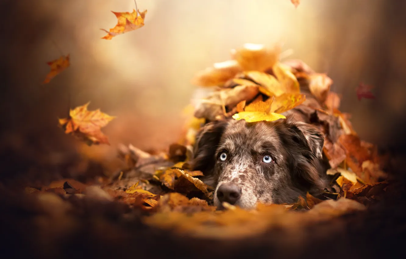 Photo wallpaper autumn, face, leaves, dog, bokeh, Australian shepherd, Aussie