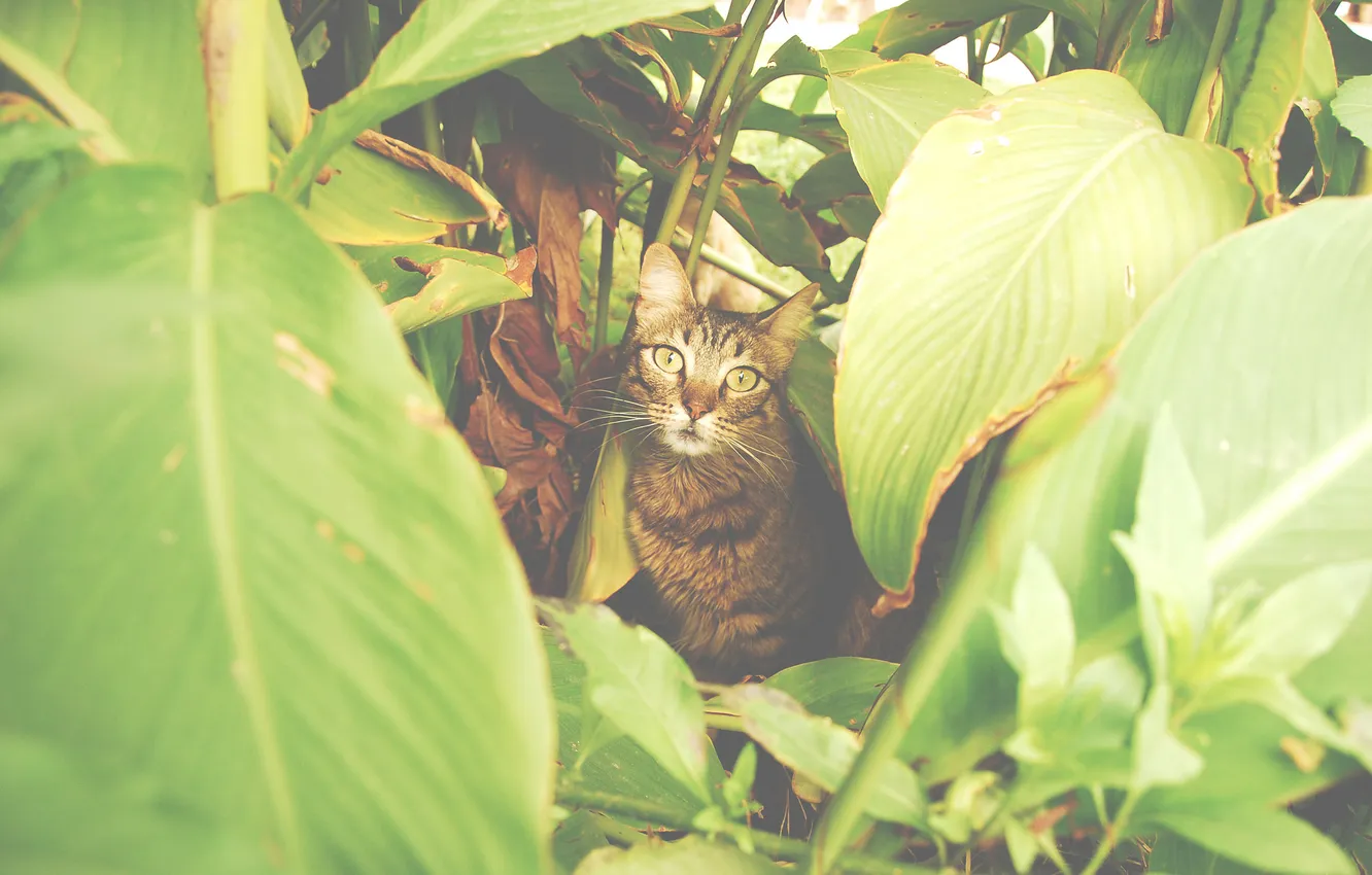 Photo wallpaper eyes, look, Koshak, Tomcat