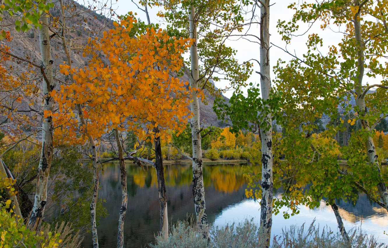Photo wallpaper autumn, the sky, trees, mountains, lake, CA, USA, Eastern Sierra