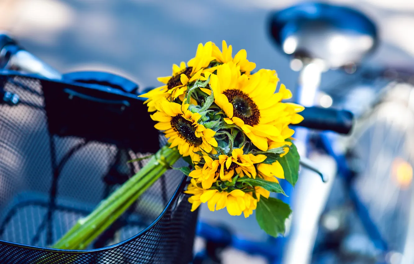 Photo wallpaper sunflowers, flowers, yellow, bike, basket
