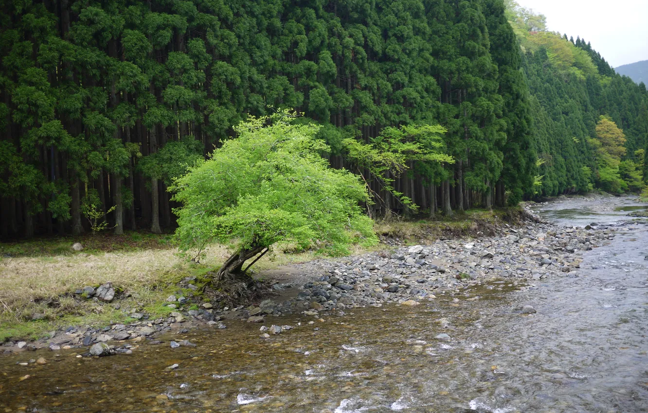 Photo wallpaper forest, pebbles, river, tree, hills, shore