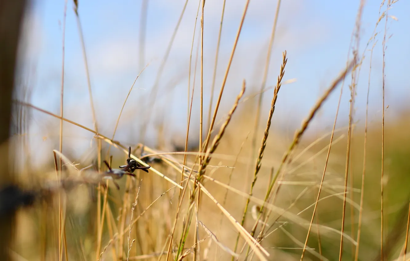 Photo wallpaper grass, macro, focus, bokeh