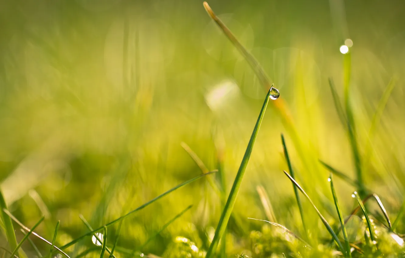 Photo wallpaper grass, drops, macro