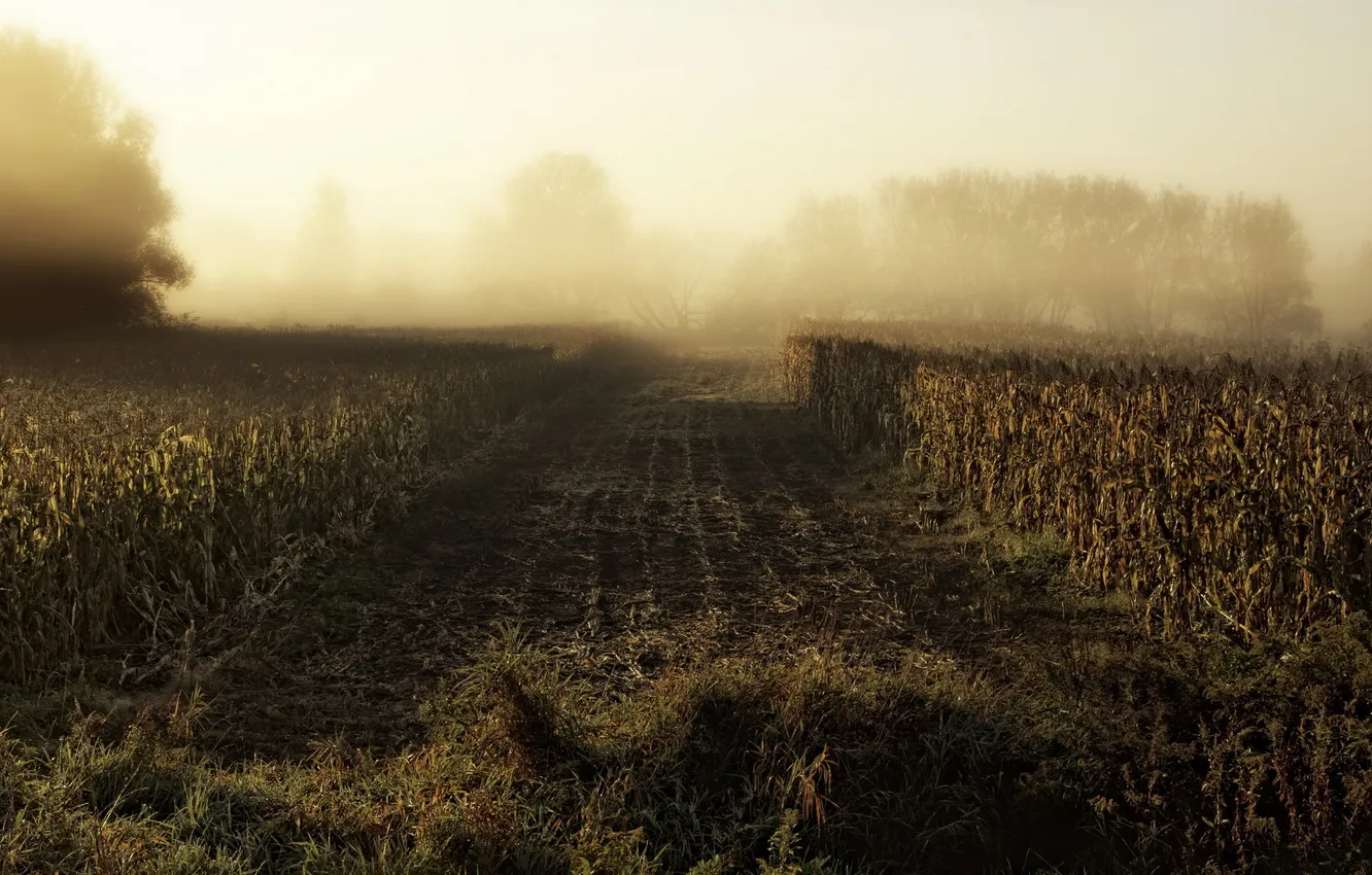 Photo wallpaper field, nature, fog, corn, morning