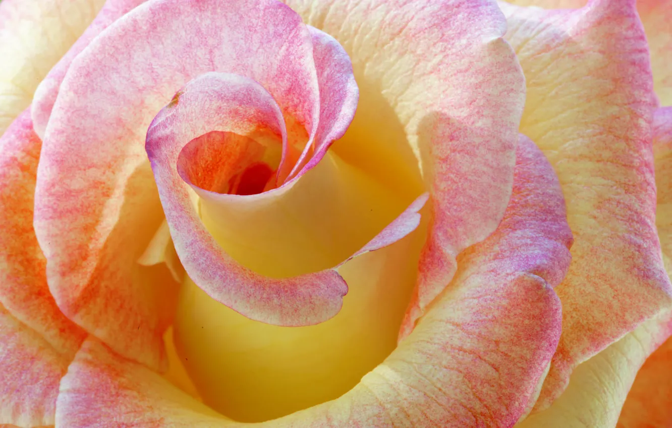 Photo wallpaper macro, flowers, color, roses