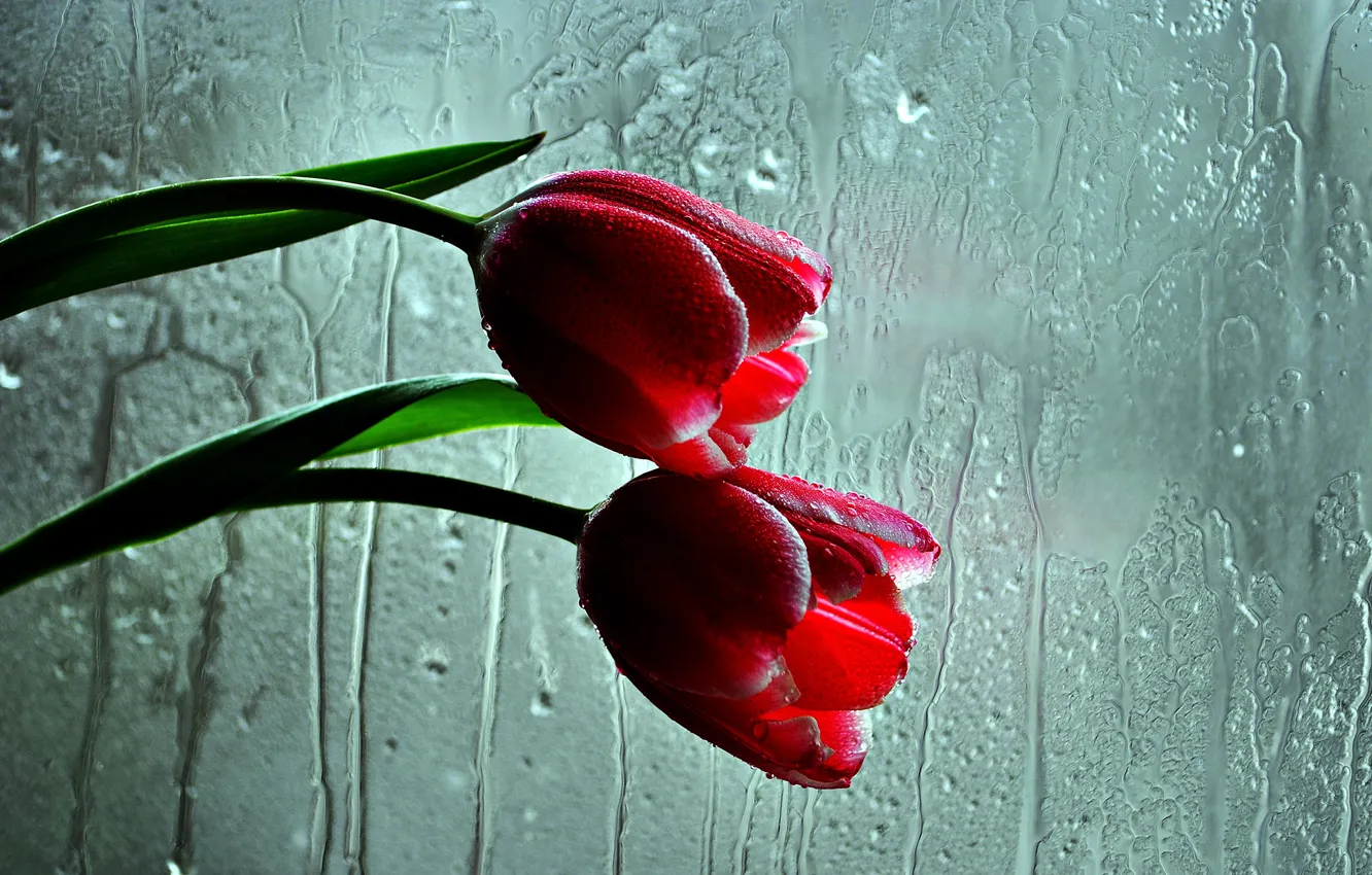 Photo wallpaper glass, flowers, tulips