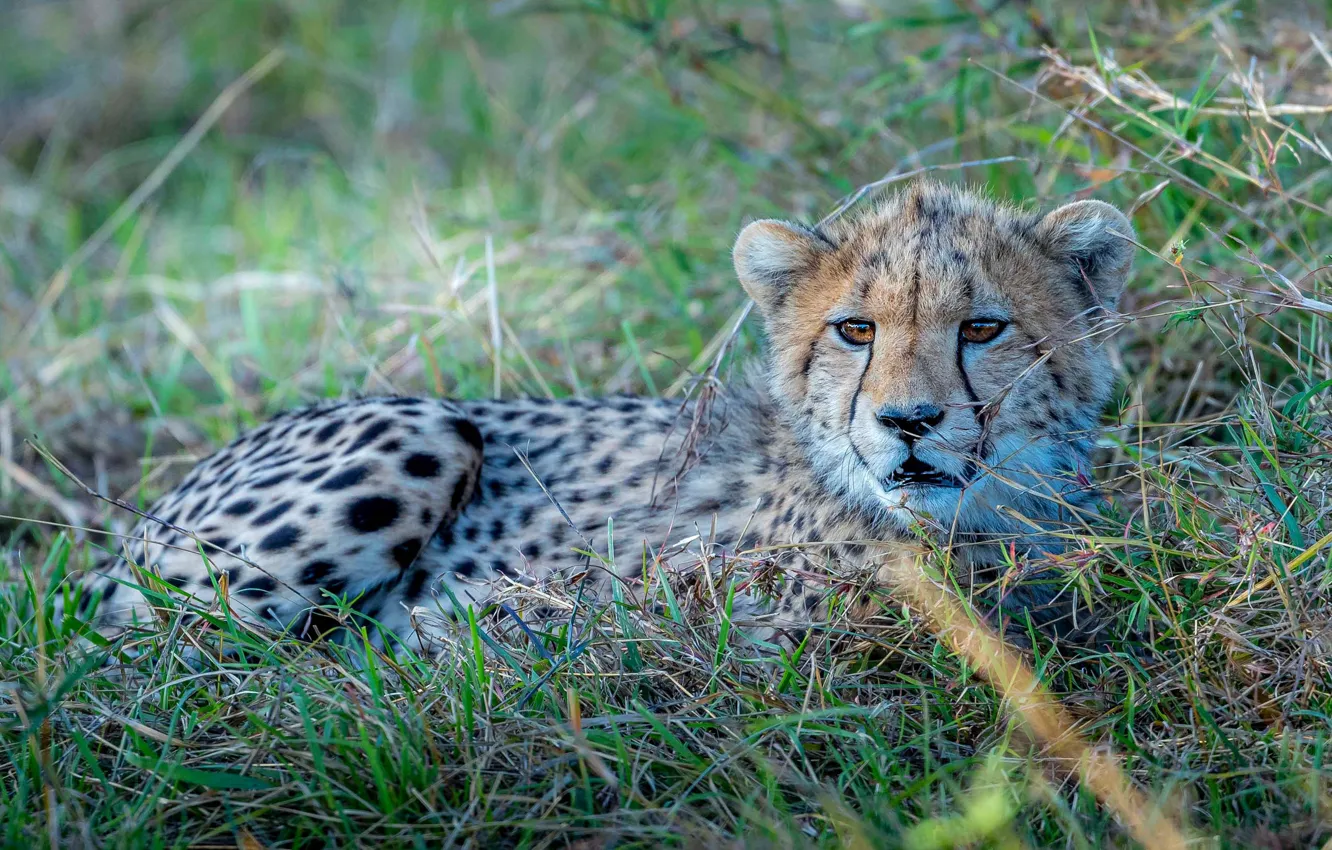 Photo wallpaper grass, baby, Cheetah, lies, cub
