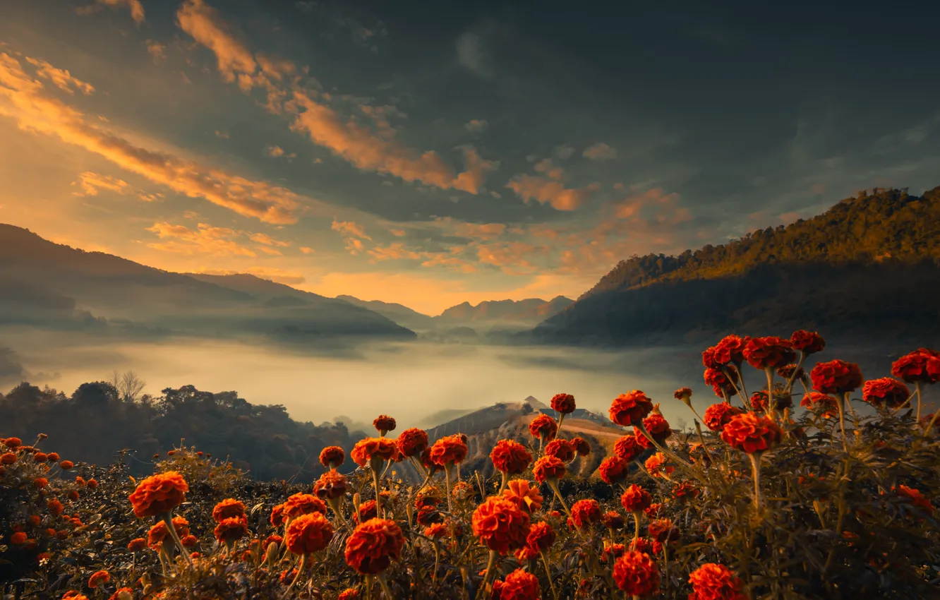 Photo wallpaper summer, the sky, clouds, light, flowers, mountains, red, fog