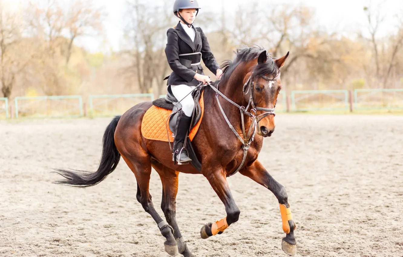 Photo wallpaper horse, training, riding
