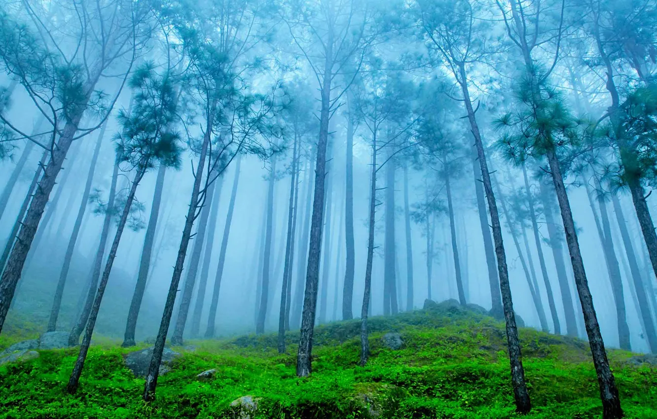 Photo wallpaper forest, fog, India, The Himalayas