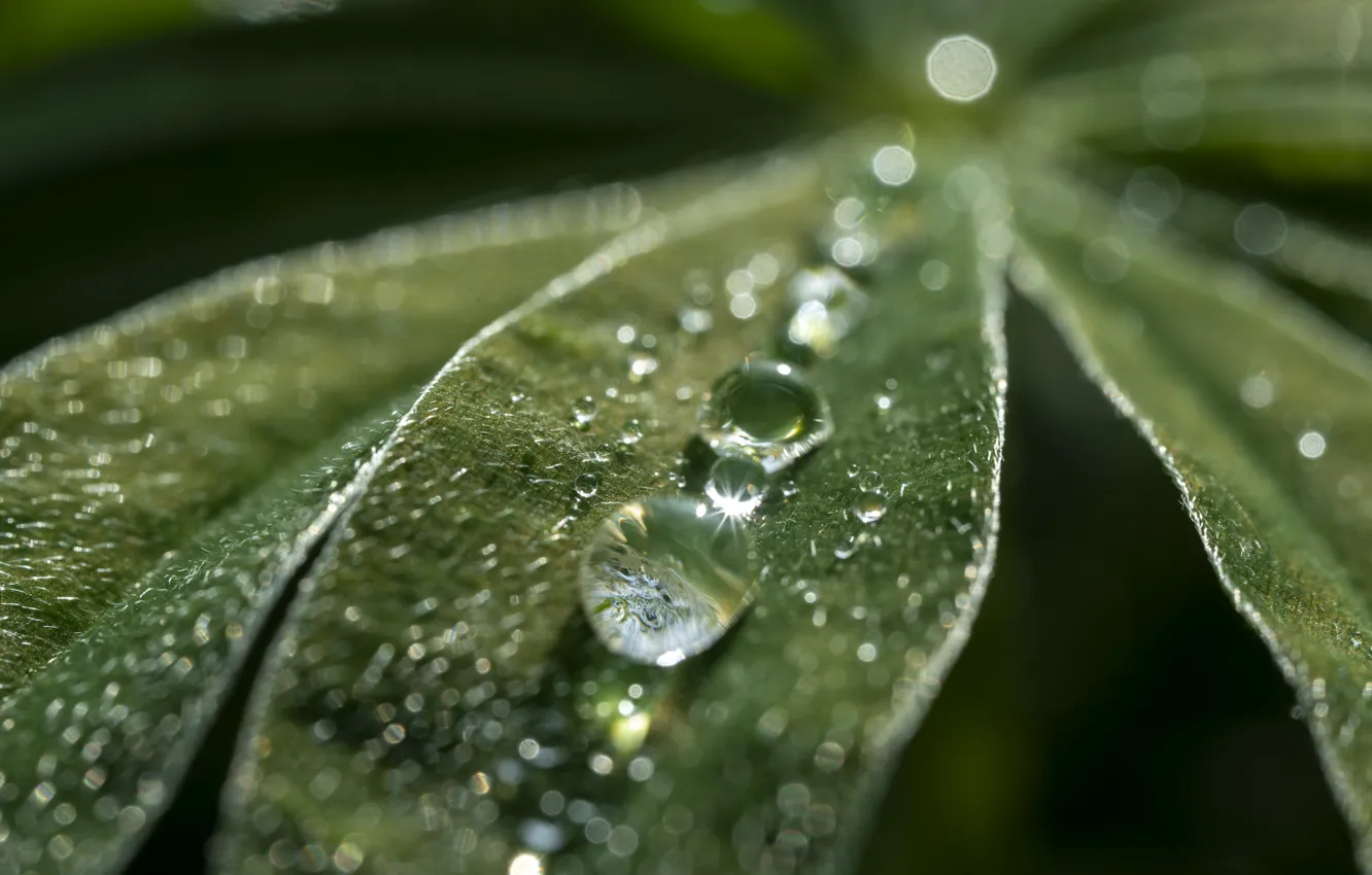 Photo wallpaper field, leaves, the sun, drops, lupins