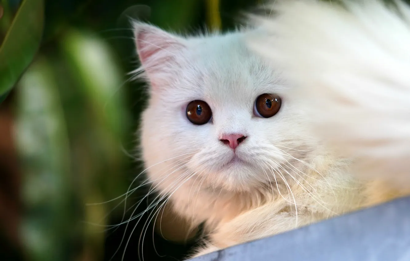 Photo wallpaper cat, white, look, pose, portrait, tail, kitty, face