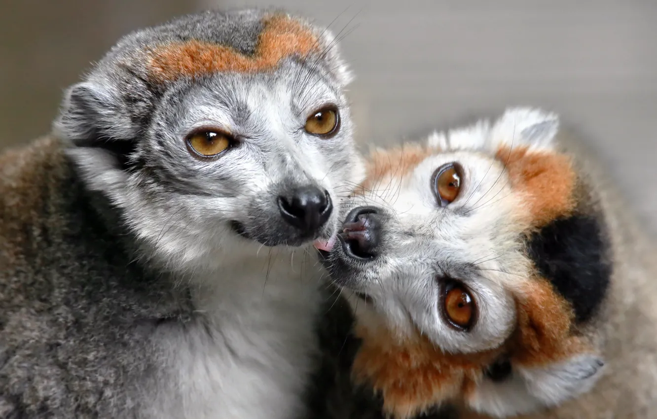 Photo wallpaper nature, background, lemur