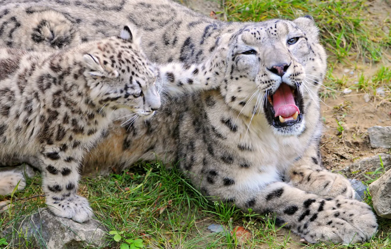 Photo wallpaper nature, predators, teeth, family, mouth, beautiful, play, Leopards
