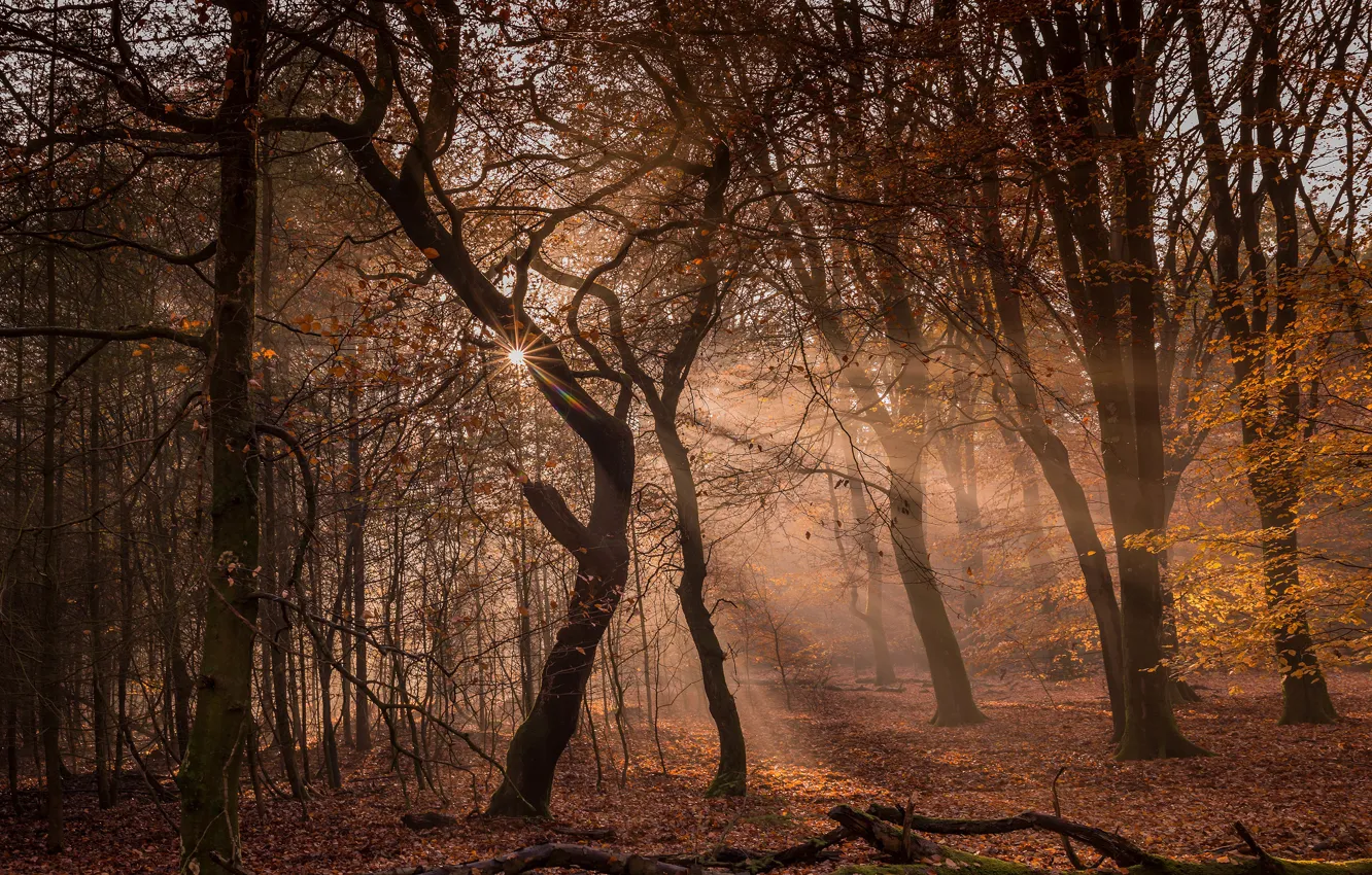 Photo wallpaper autumn, forest, the sun, light, trees, branches, Park, falling leaves