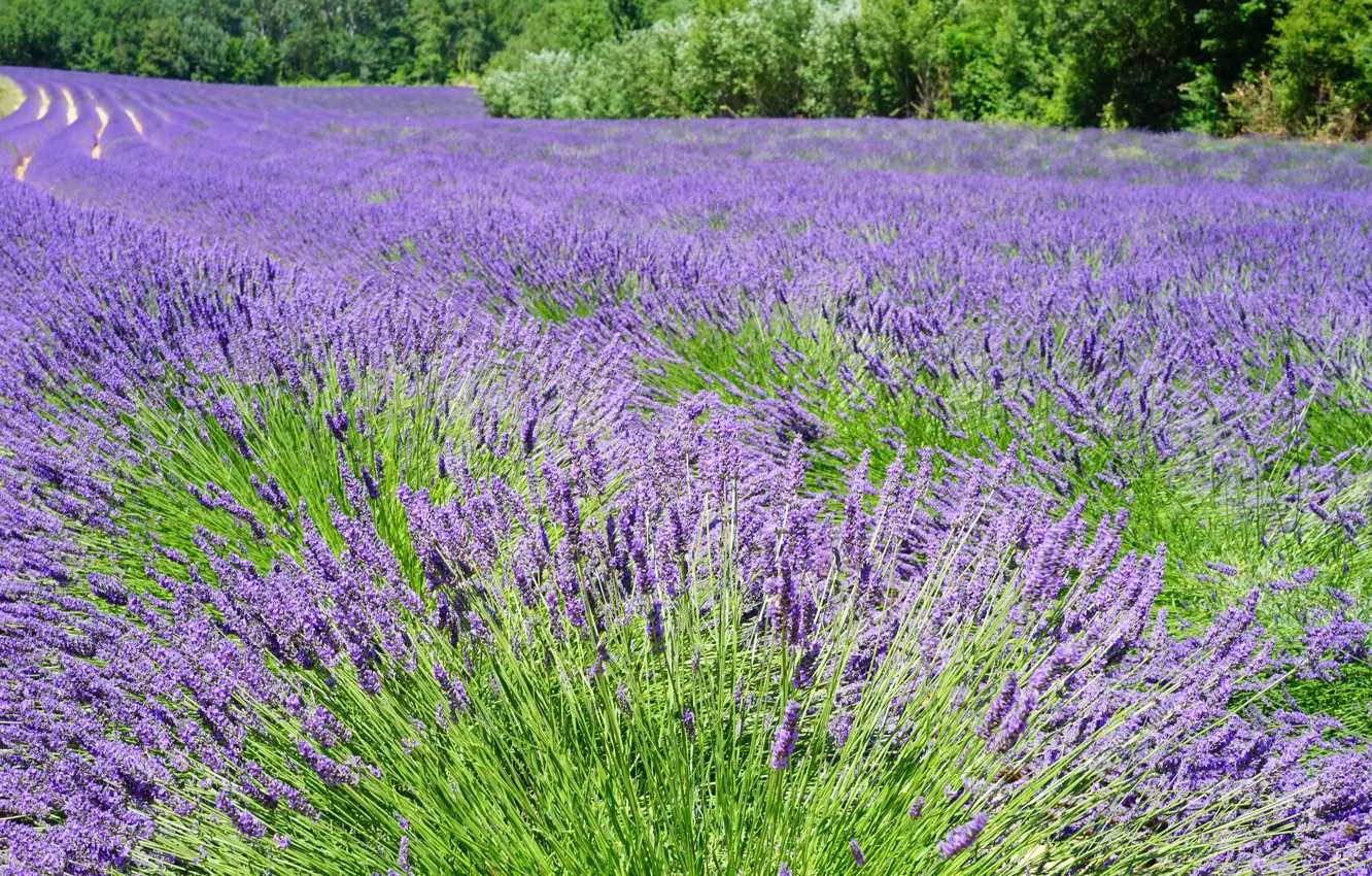 Photo wallpaper field, summer, the sun, lavender