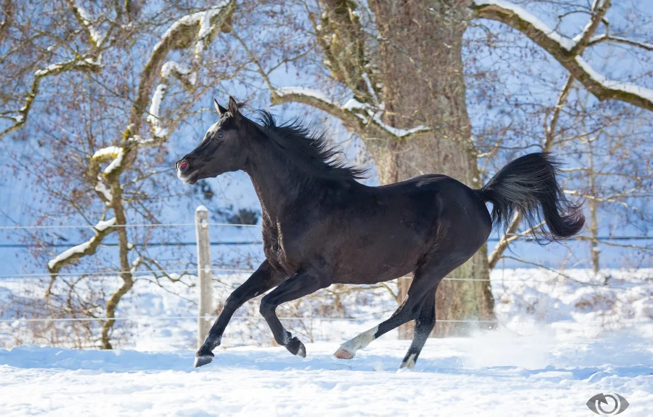 Photo wallpaper horse, horse, running, grace, crows, (с) Oliver Seitz