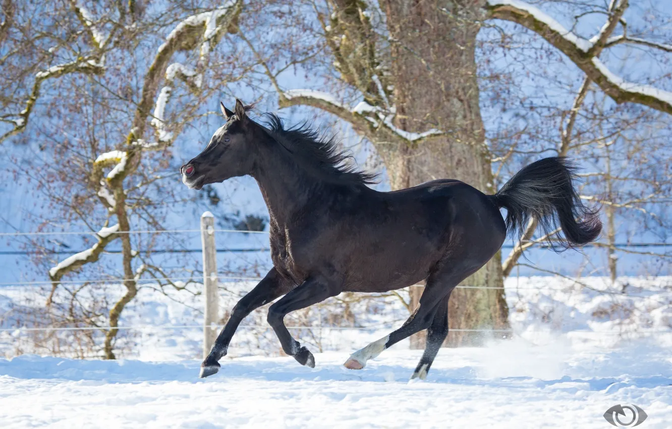 Photo wallpaper horse, horse, running, grace, crow, (с) Oliver Seitz