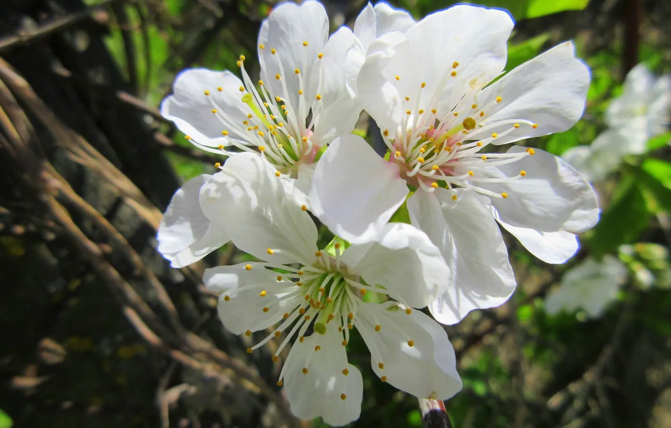 Photo wallpaper cherry, trio, spring 2018, Meduzanol ©