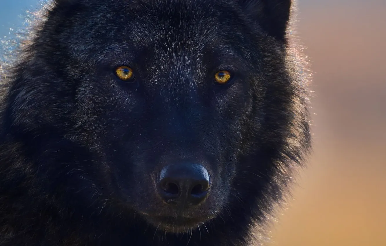 Photo wallpaper fantasy, Predator, nature, art, snow, face, animal, wolf