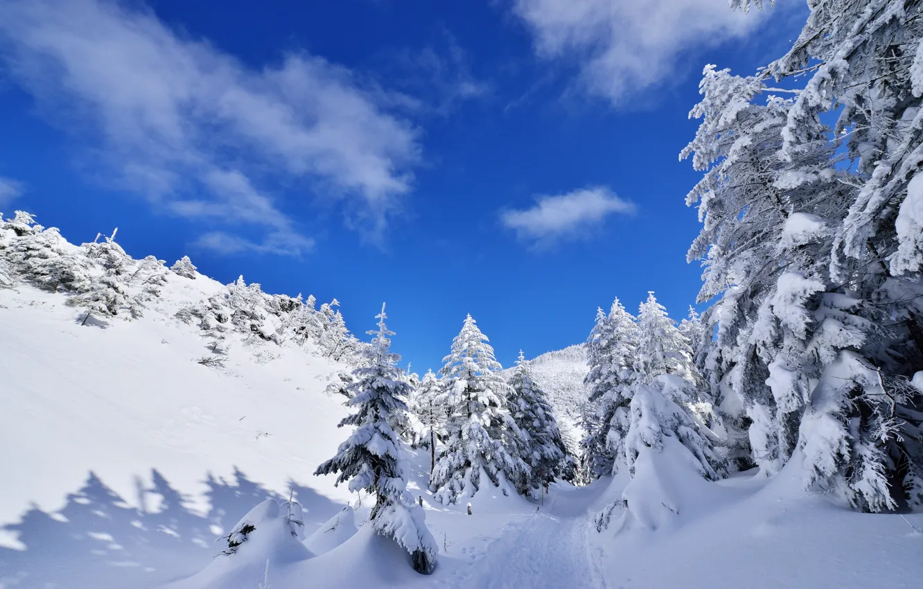 Photo wallpaper winter, the sky, clouds, snow, trees, mountains, spruce