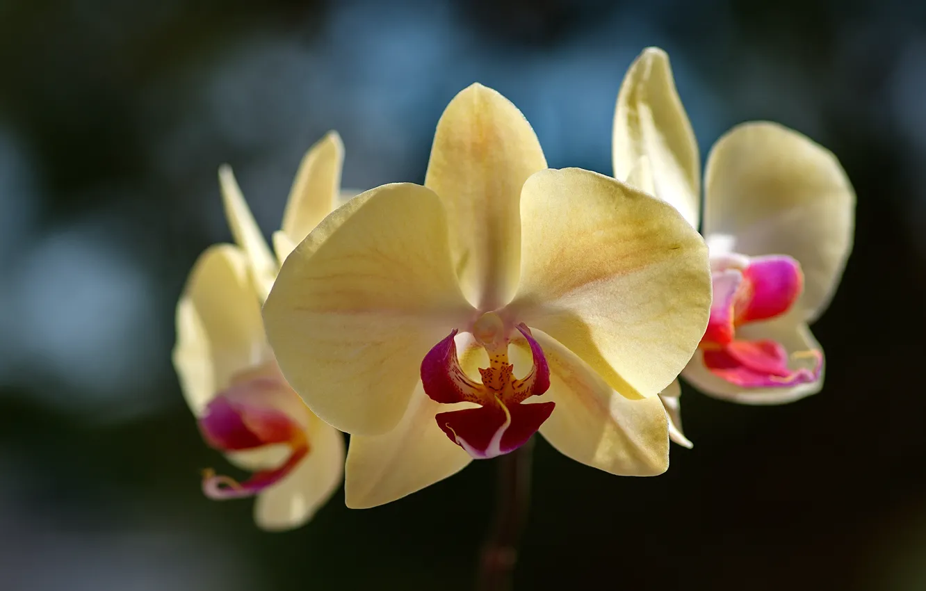 Photo wallpaper macro, Orchid, falinopsis