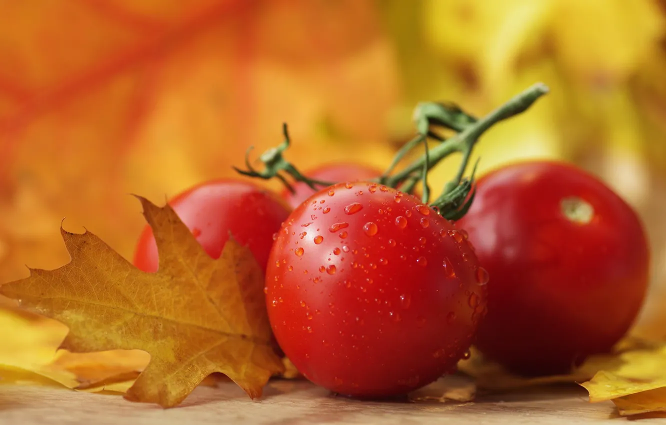 Photo wallpaper autumn, macro, vegetables, tomatoes