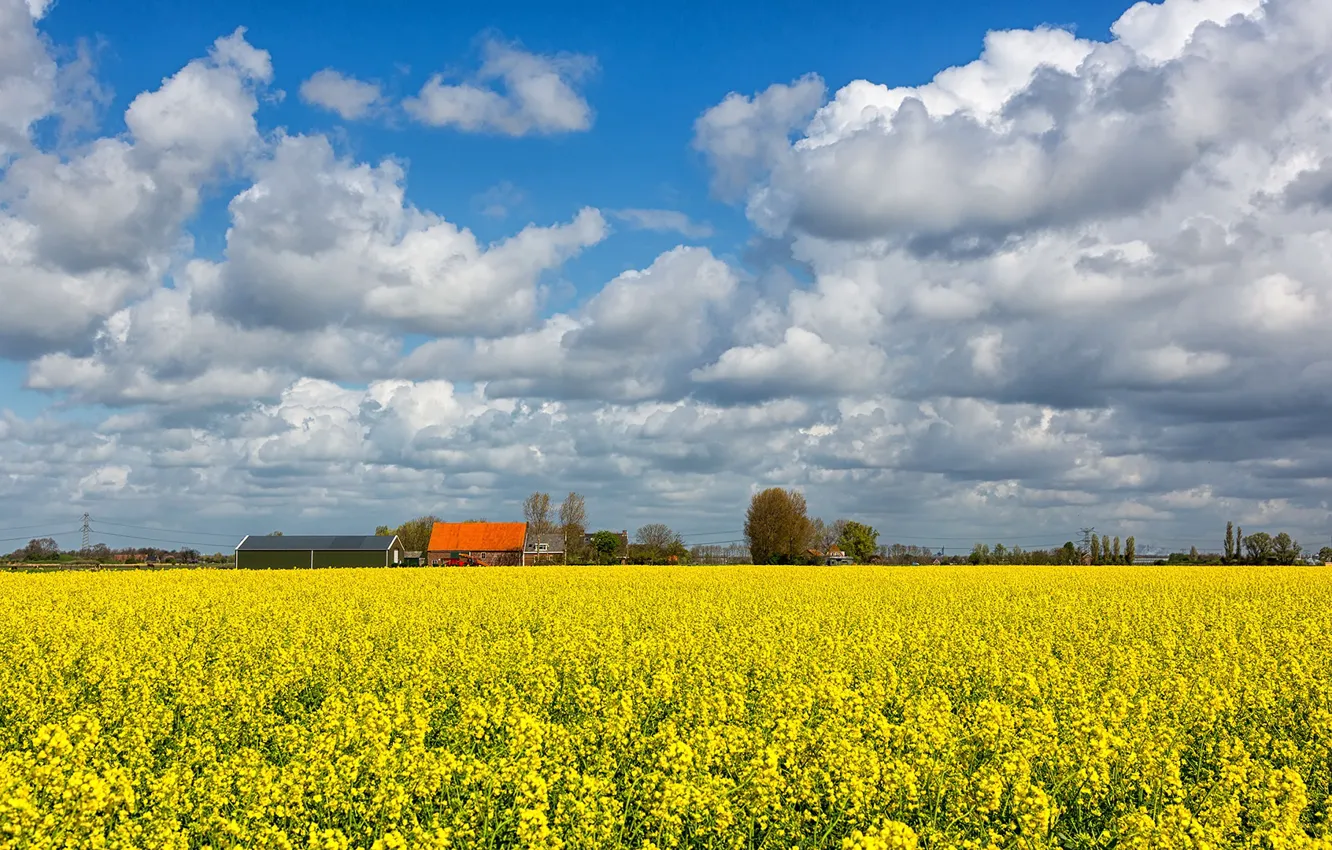 Photo wallpaper field, the sky, clouds, home, rape