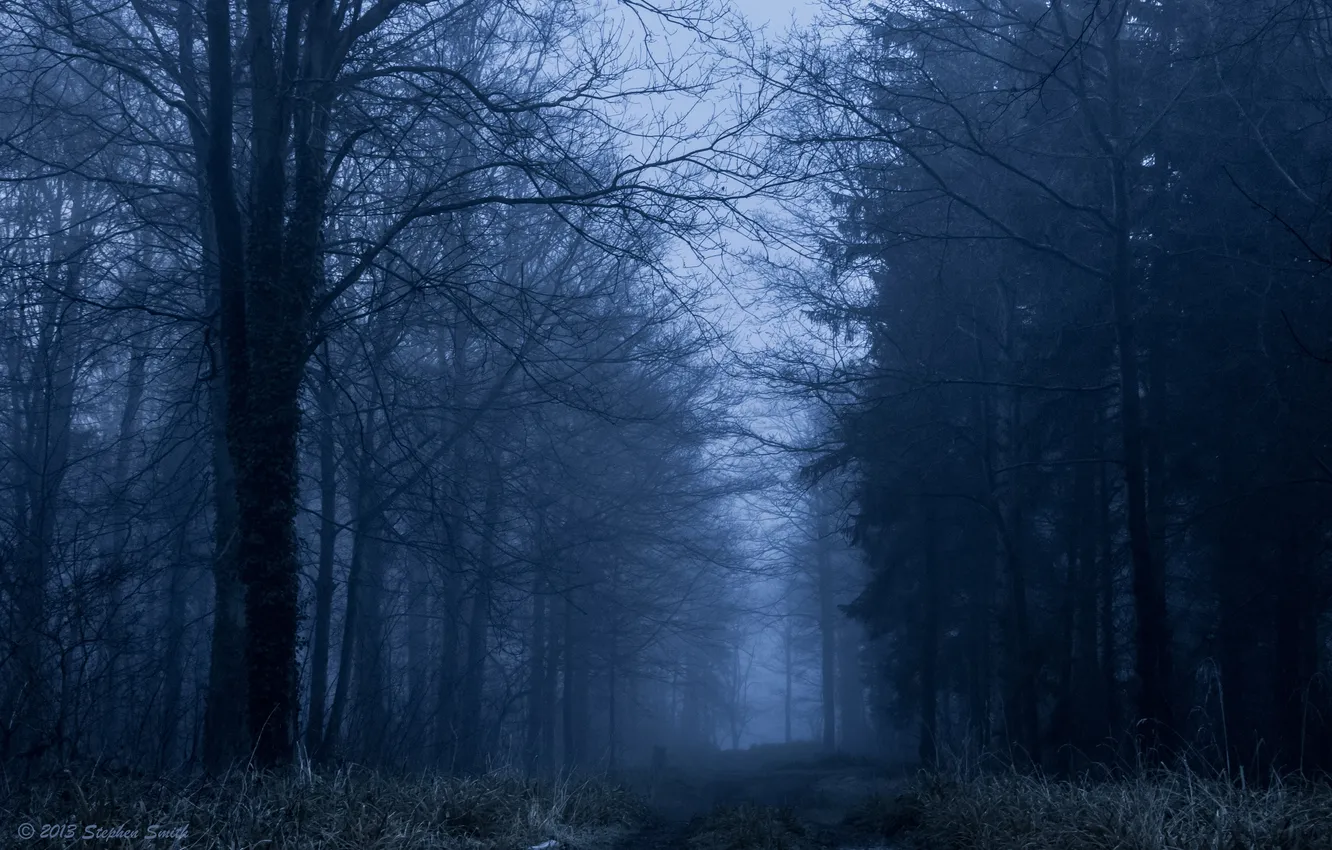 Photo wallpaper winter, forest, trees, nature, fog, England, UK, England