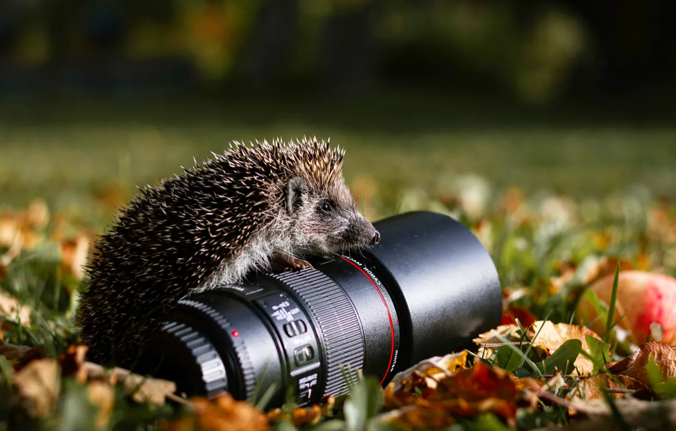 Photo wallpaper autumn, nature, lens, hedgehog, animal, hedgehog, Alexandra Yusupova
