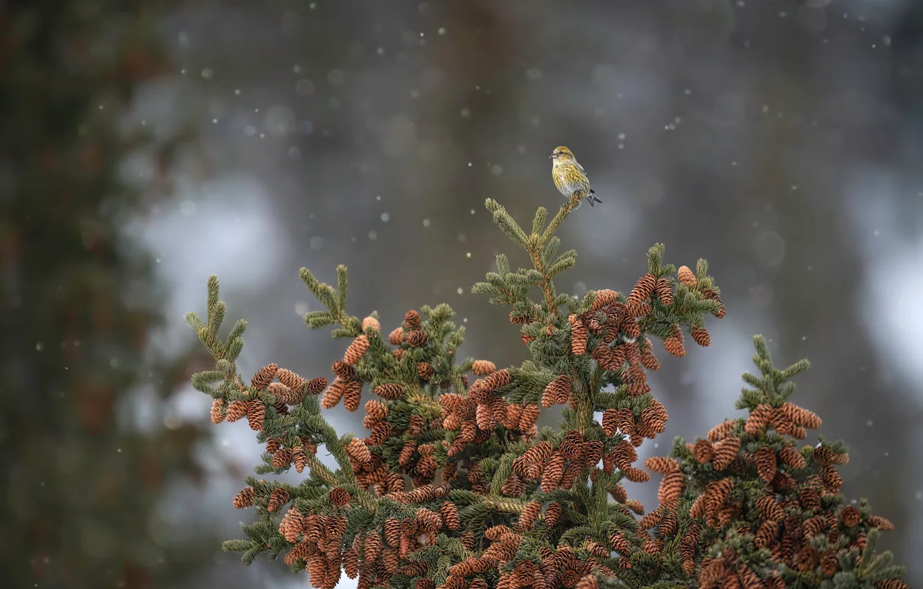 Photo wallpaper trees, branches, background, bird, spruce, needles, bumps, a lot
