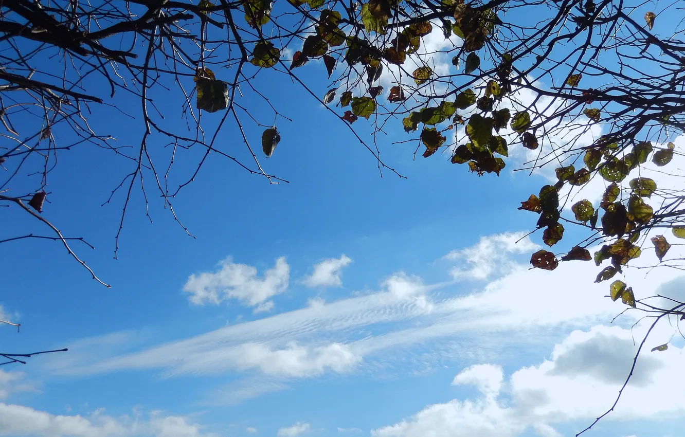 Photo wallpaper autumn, the sky, leaves, clouds, branches, background, widescreen, wallpaper