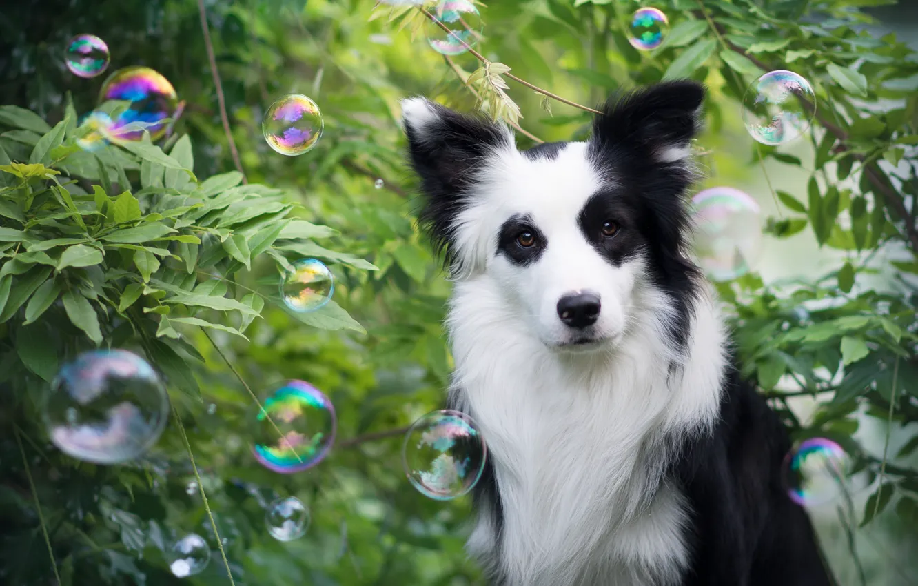 Photo wallpaper look, bubbles, each, dog, the border collie