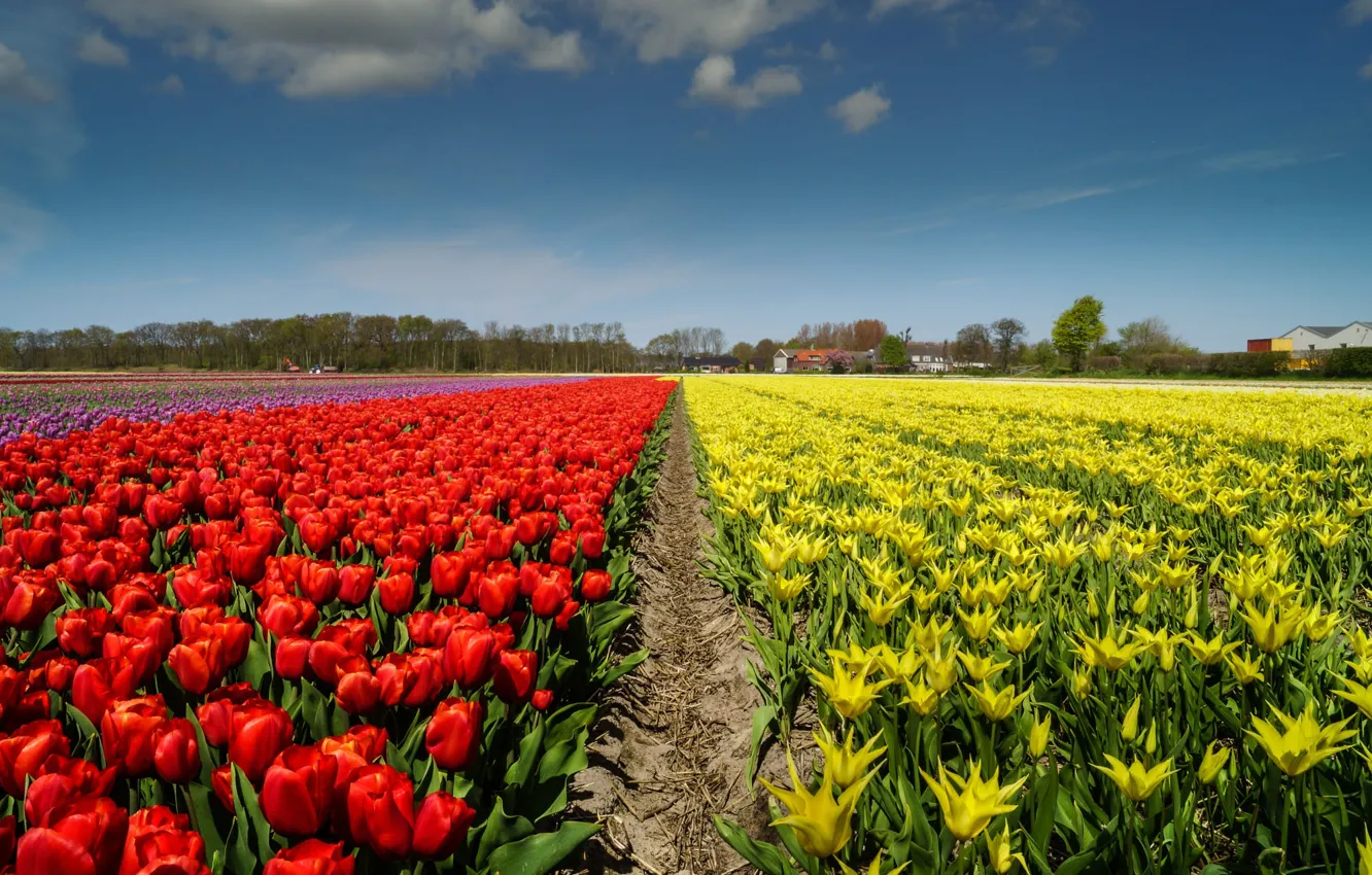 Photo wallpaper field, the sky, clouds, trees, flowers, yellow, red, blue