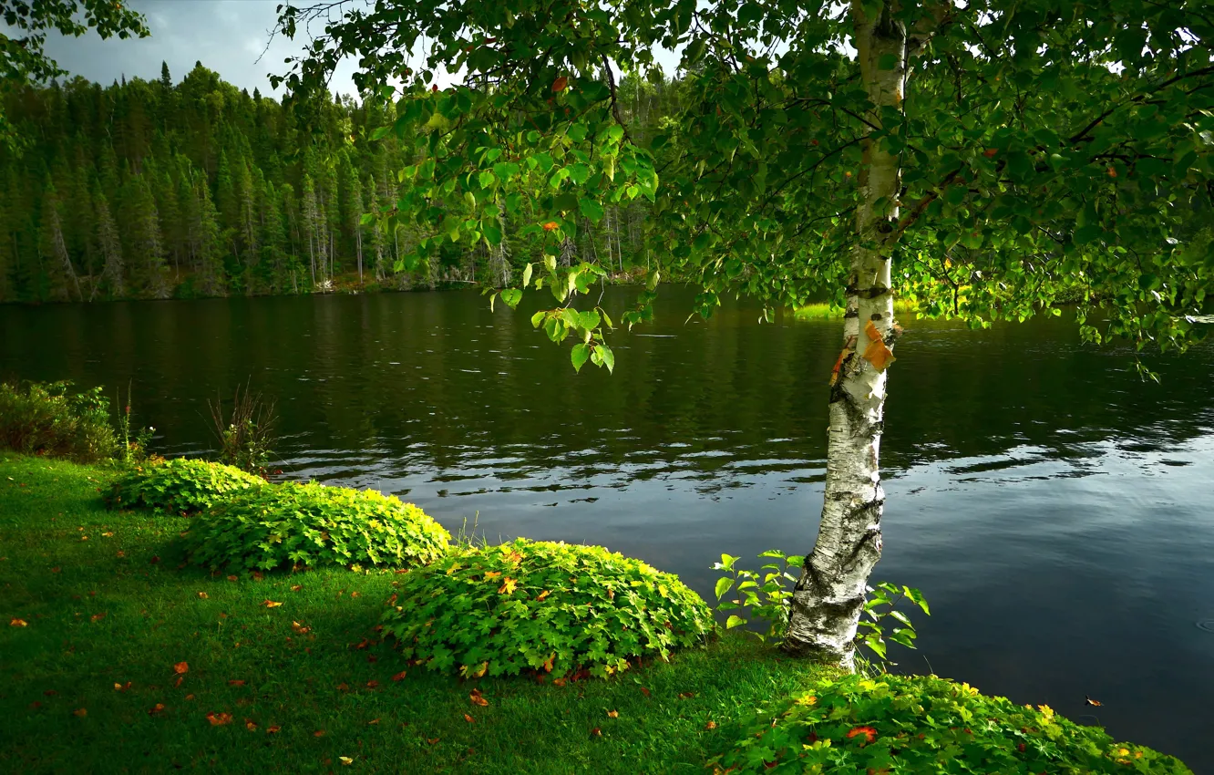 Photo wallpaper greens, summer, trees, lake, pond, Park, shore, foliage